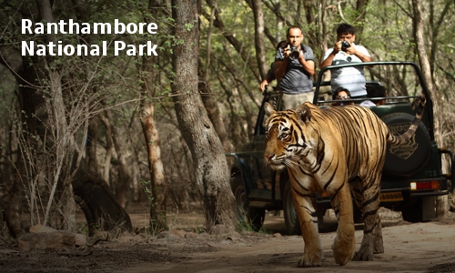 Ranthambore