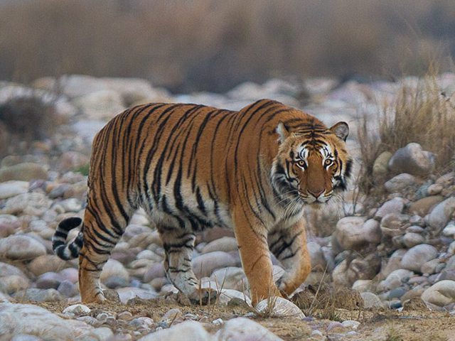 Jim corbett park