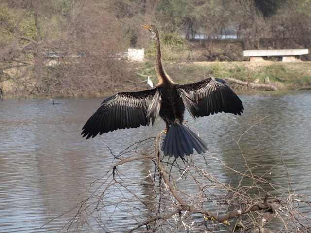 bharatpur bird sanctuary
